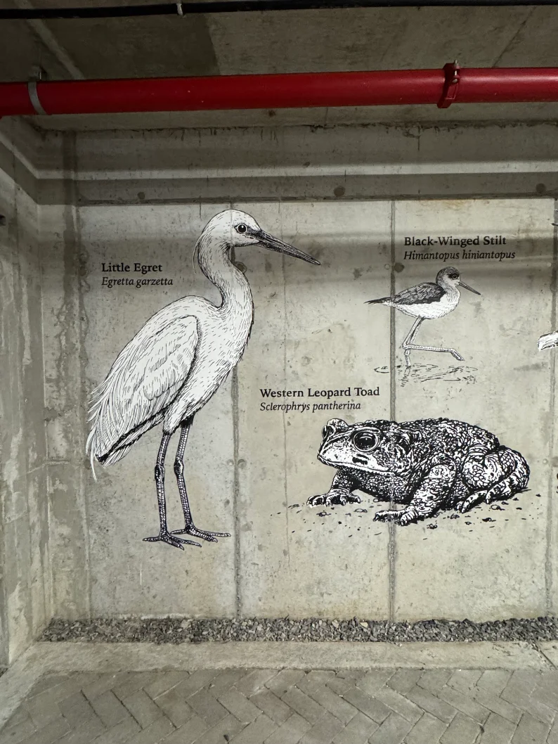 Little Egret, Black-Winged Stilt, Western Leopard Toad — Riverlands, Observatory, Cape Town