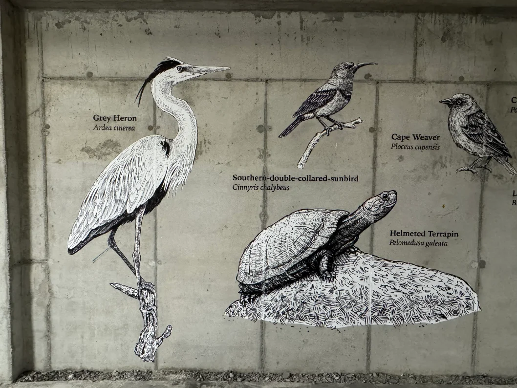 Grey Heron, Southern Double-Collared Sunbird, Cape Weaver, Helmeted Terrapin — Riverlands, Observatory, Cape Town