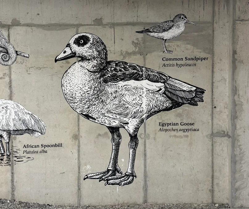 Riverlands — hand-painted retail mural mural, Observatory, Cape Town