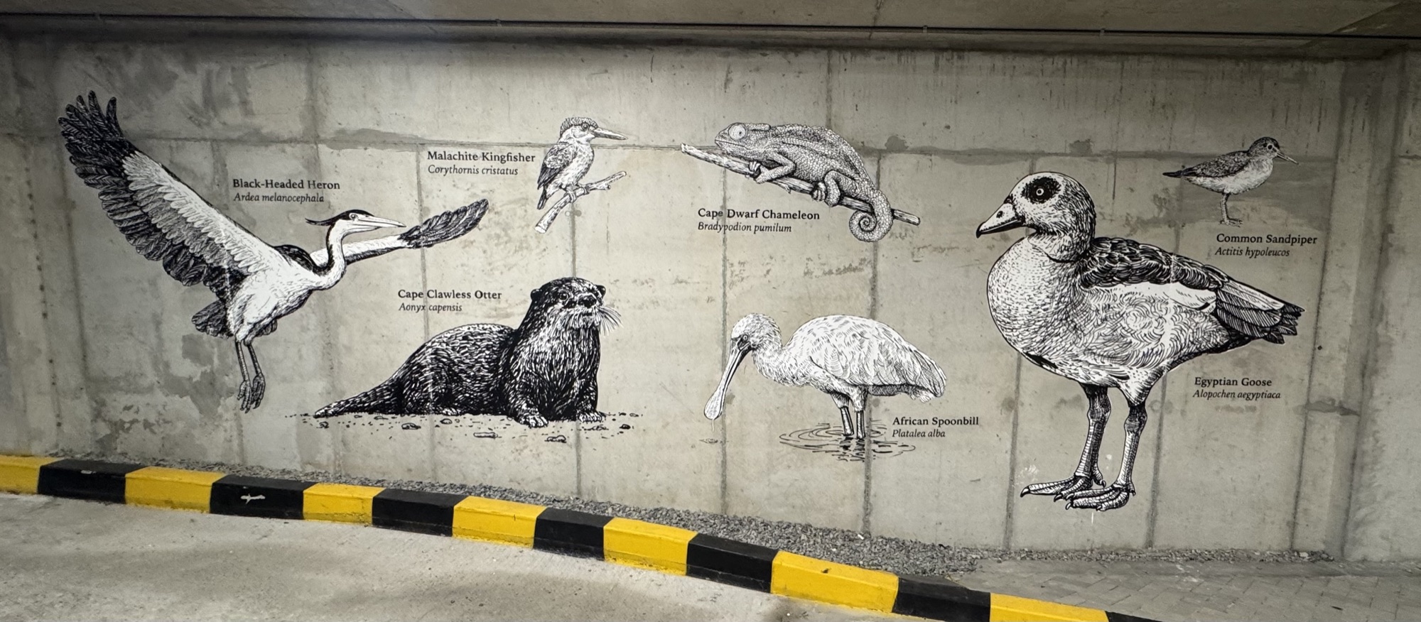 Full wall — Black-Headed Heron, Malachite Kingfisher, Cape Dwarf Chameleon, Egyptian Goose — Riverlands, Observatory, Cape Town