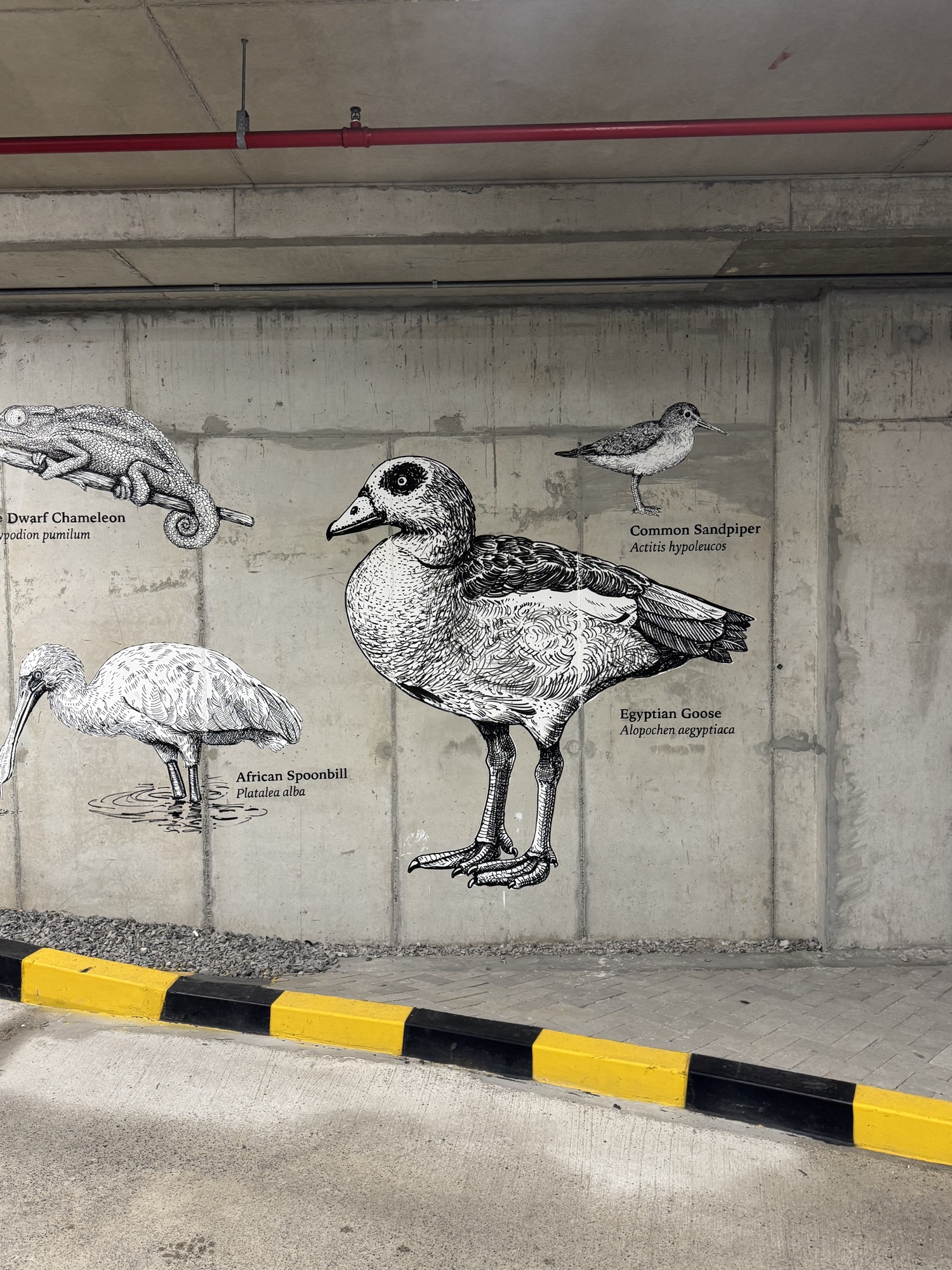 Cape Dwarf Chameleon, African Spoonbill, Common Sandpiper, Egyptian Goose — Riverlands, Observatory, Cape Town
